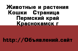 Животные и растения Кошки - Страница 2 . Пермский край,Краснокамск г.